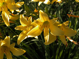 Vivers Càrex - Hemerocallis citrina 